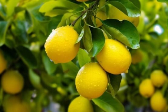 Nimbu Ke Podhe Se Jyada Fal Lene Ke Liye Kya Kare