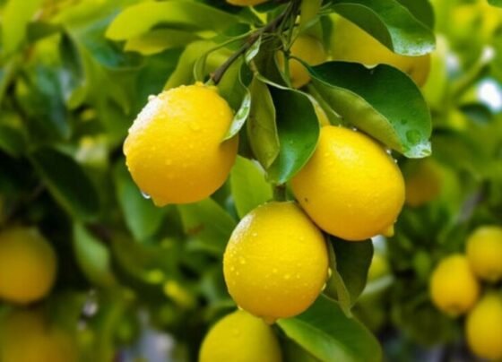 Nimbu Ke Podhe Se Jyada Fal Lene Ke Liye Kya Kare