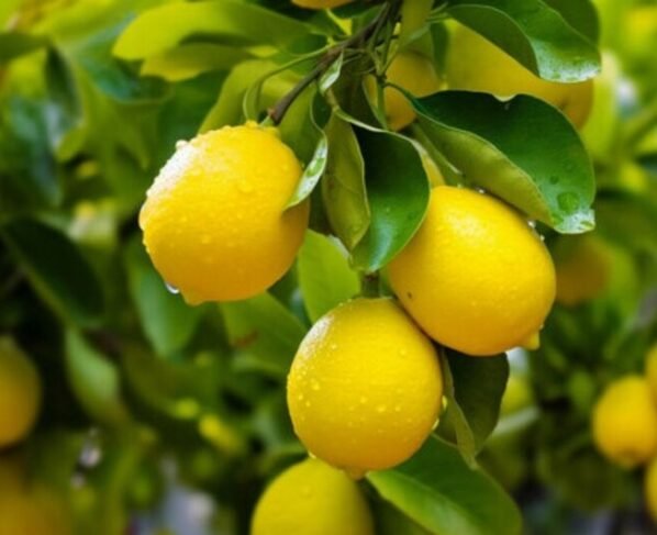 Nimbu Ke Podhe Se Jyada Fal Lene Ke Liye Kya Kare