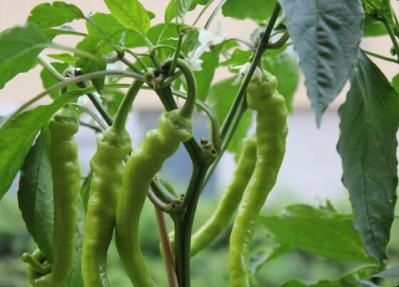 Garmiyo Me Mirch Ki Kheti Ke Liye Best Veraity Konsi H