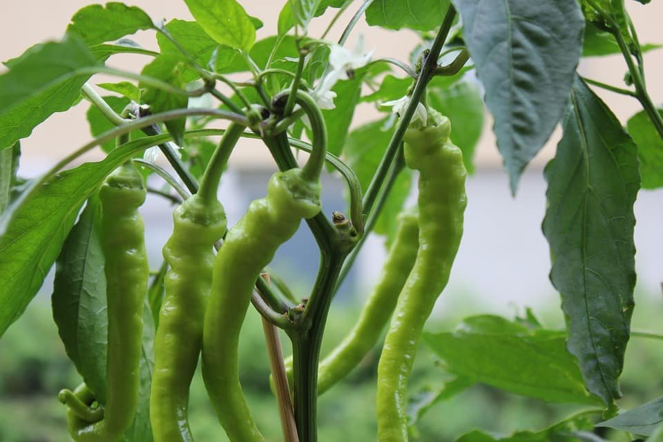 Garmiyo Me Mirch Ki Kheti Ke Liye Best Veraity Konsi H गर्मियों में हरी मिर्च की खेती के लिए बेस्ट वैराइटी कौनसी है