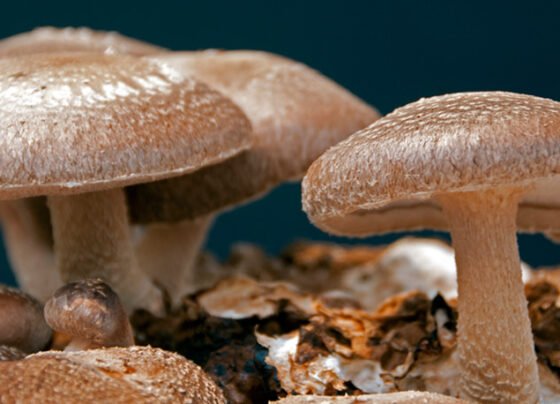 Mashroom Ki Kheti Ke Liye Best Kisme Konsi He