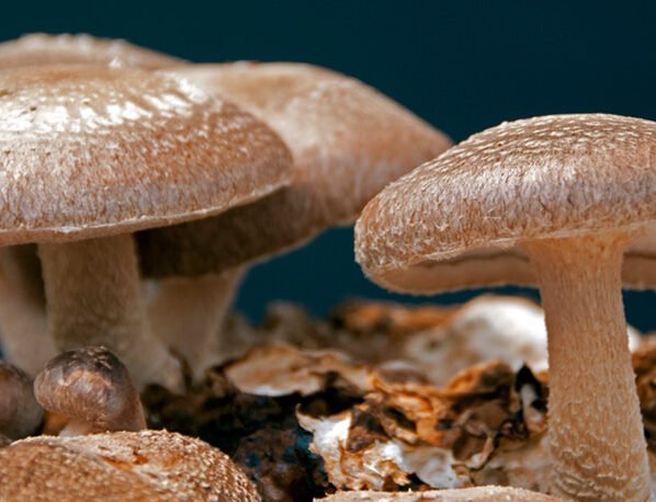 Mashroom Ki Kheti Ke Liye Best Kisme Konsi He