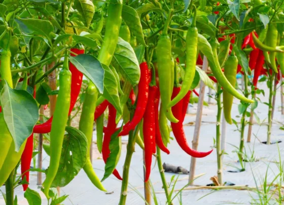 Garmiyo Me Mirch Ki Kheti Kese Kare