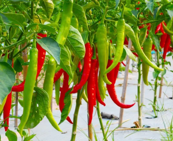 Garmiyo Me Mirch Ki Kheti Kese Kare
