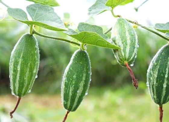 Kese Kre Parval Ki Kheti