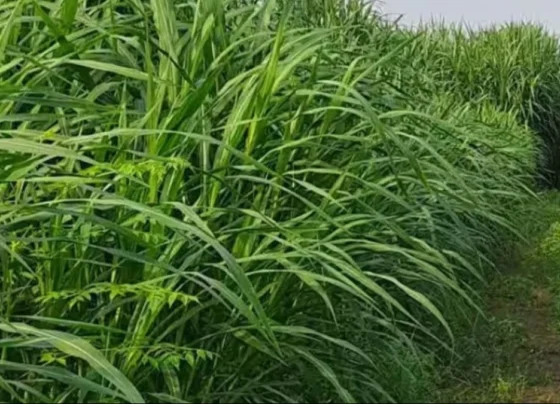 Grmiyo Me Hare Chare Ki Konsi Fasal Lgaye