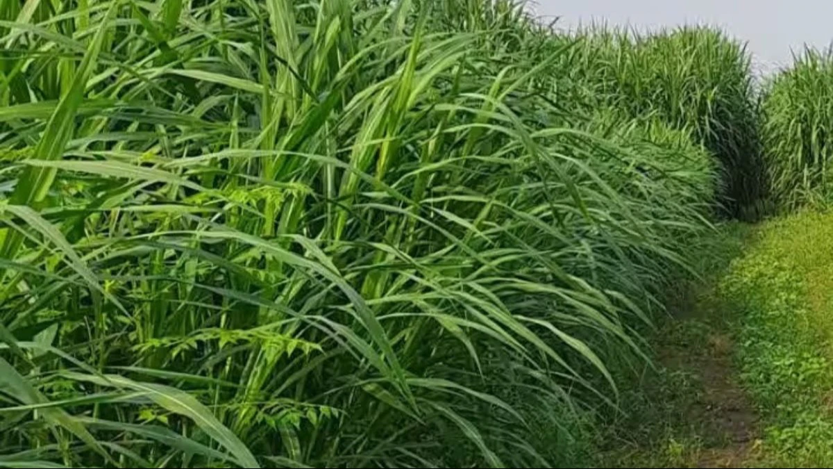 Grmiyo Me Hare Chare Ki Konsi Fasal Lgaye गर्मियों मे हरे चारे की कोनसी फ़सल लगाये