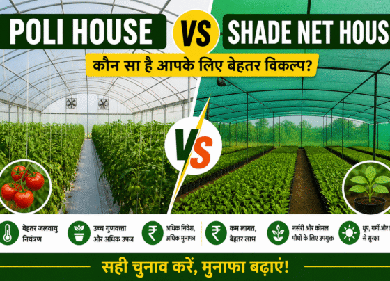 Poli House VS Shade Net House
