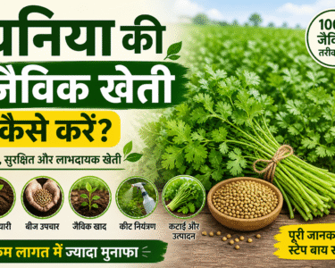 Dhaniya Ki Jaivik Kheti Kaise Kare