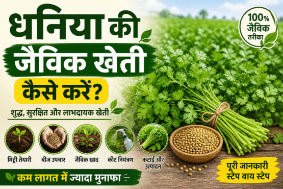 Dhaniya Ki Jaivik Kheti Kaise Kare