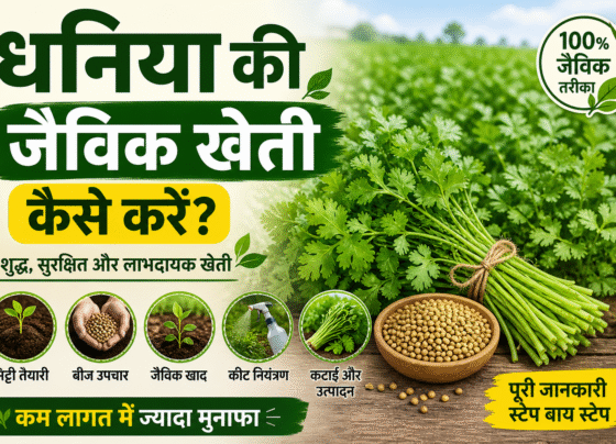 Dhaniya Ki Jaivik Kheti Kaise Kare