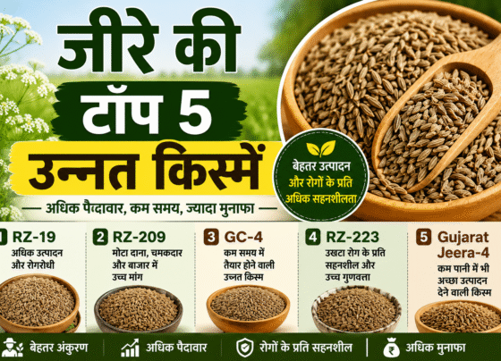 Jeera Ki Top 5 Variety
