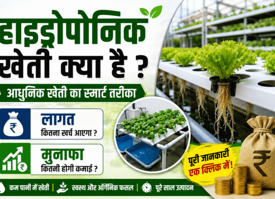 Hydroponic Kheti Kya Hai