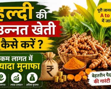 Haldi Ki Kheti Kaise Kare