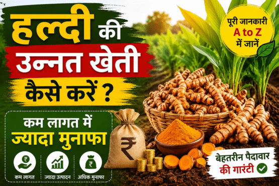 Haldi Ki Kheti Kaise Kare