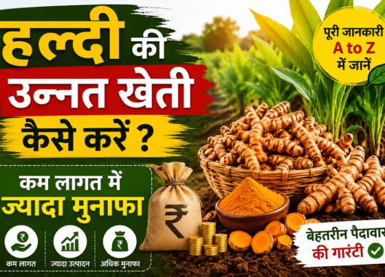 Haldi Ki Kheti Kaise Kare