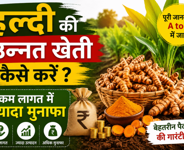 Haldi Ki Kheti Kaise Kare