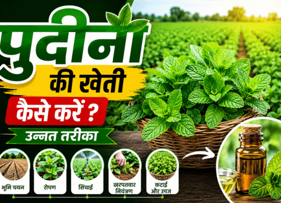 Pudina ki Kheti Kaise kare