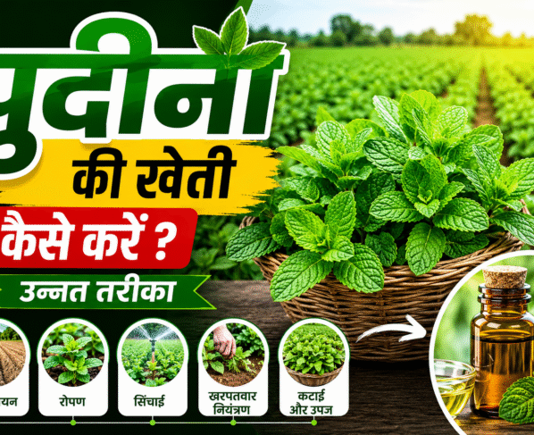 Pudina ki Kheti Kaise kare