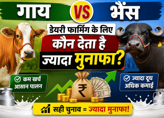 Cow VS Buffalo In Dairy Farming