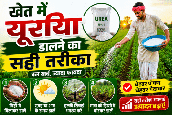 Khet Me Urea Dalne Ka Shi Tarika Kya hai
