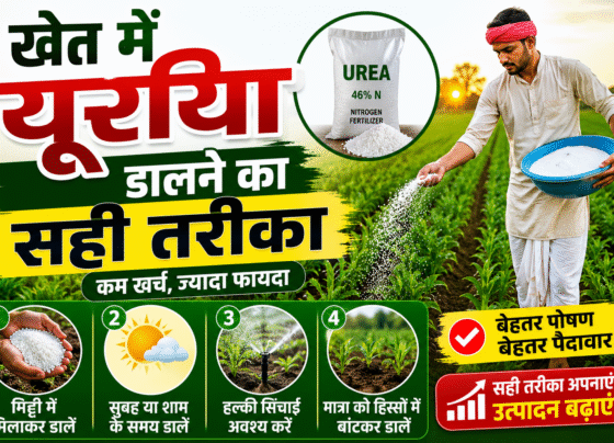 Khet Me Urea Dalne Ka Shi Tarika Kya hai