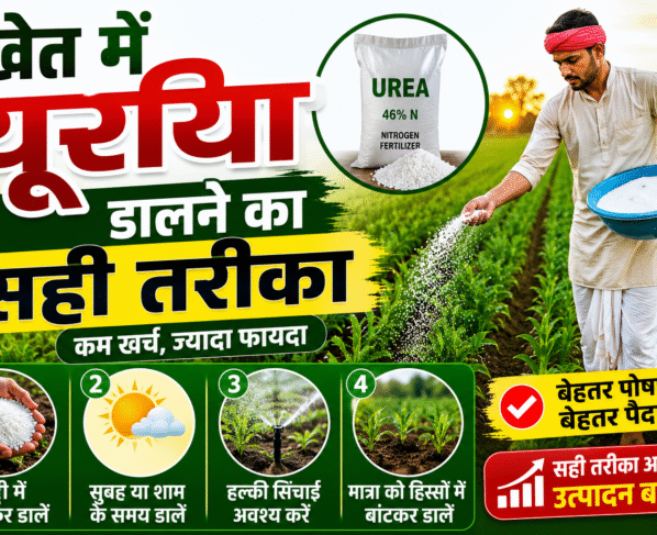 Khet Me Urea Dalne Ka Shi Tarika Kya hai