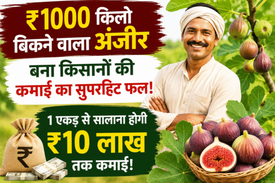 Anjeer ki Kheti Kaise Kare