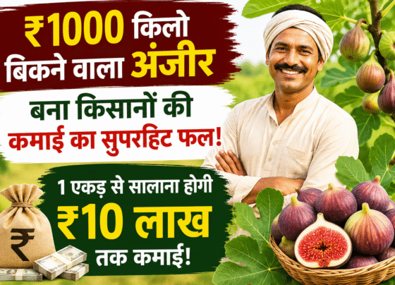 Anjeer ki Kheti Kaise Kare