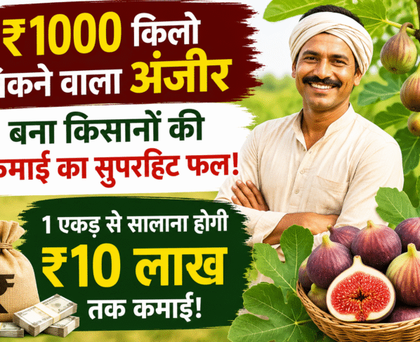 Anjeer ki Kheti Kaise Kare