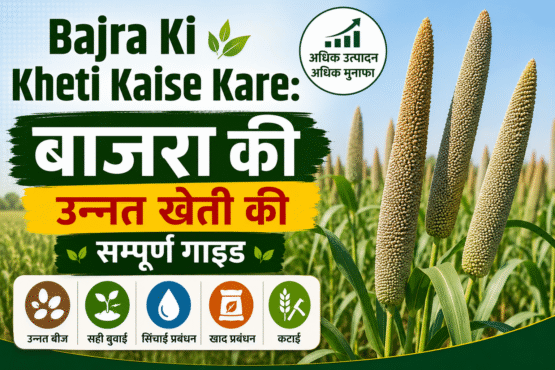 Bajra Ki Kheti Kaise Kare