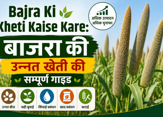 Bajra Ki Kheti Kaise Kare