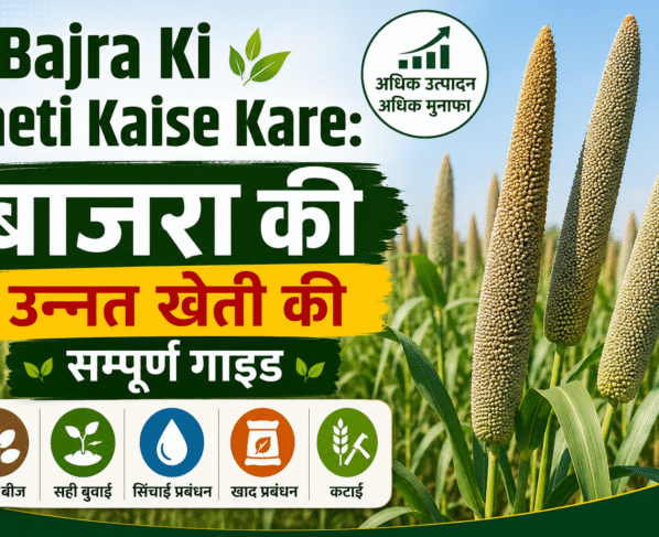 Bajra Ki Kheti Kaise Kare