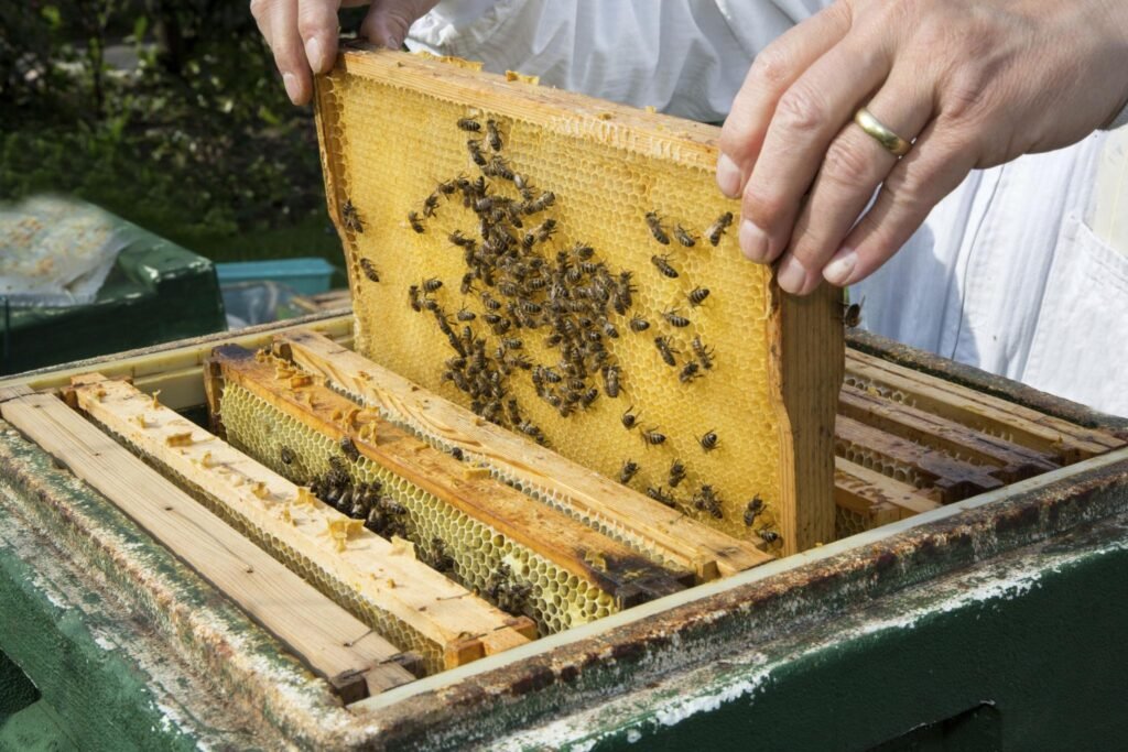 Beekeeping Care Tips In Summer
