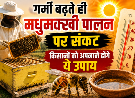 Beekeeping Care Tips In Summer