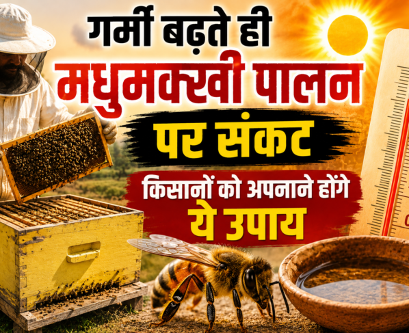 Beekeeping Care Tips In Summer
