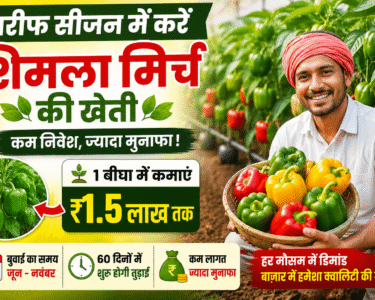 Shimla Mirch Ki Kheti