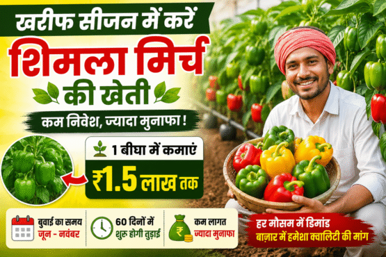Shimla Mirch Ki Kheti