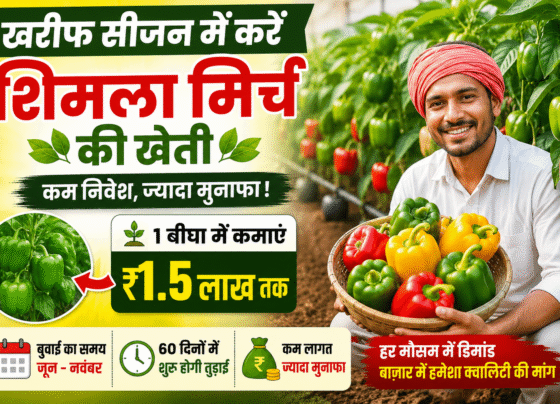 Shimla Mirch Ki Kheti