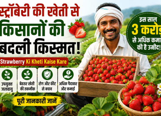 Strawberry Ki Kheti Kaise Kare