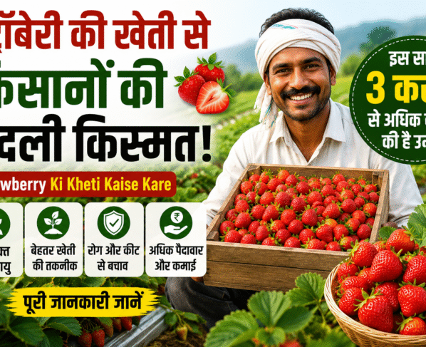 Strawberry Ki Kheti Kaise Kare