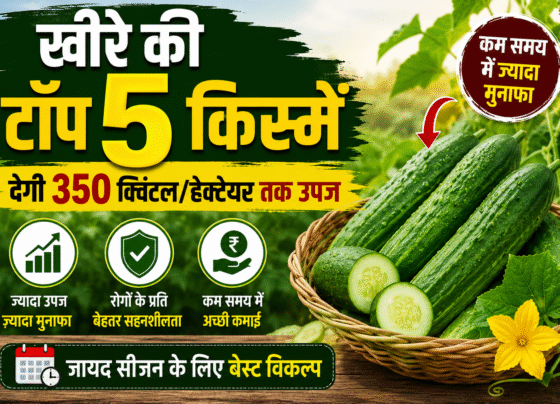 Khire Ki Top 5 Variety