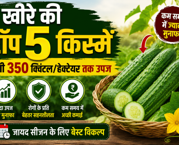 Khire Ki Top 5 Variety