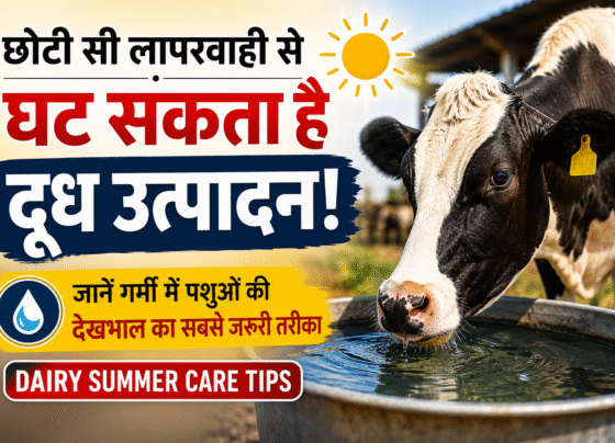 Dairy Summer Care Tips