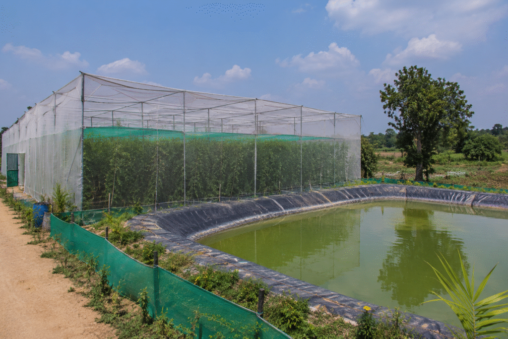 Shriram Kajla Farmer Success Story Net House Farming