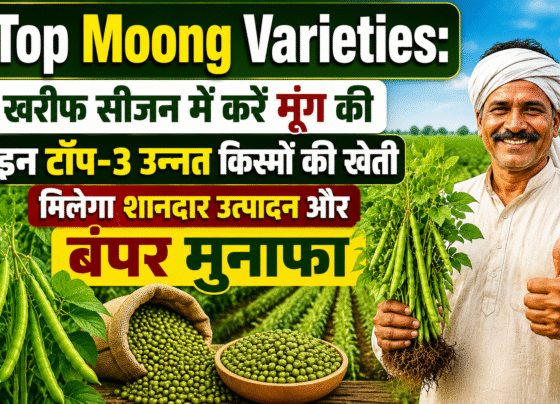 Top Moong Varieties