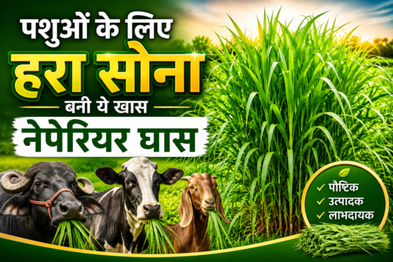 Pashuo Ke Liye Behtar Ghas Konsi Hai