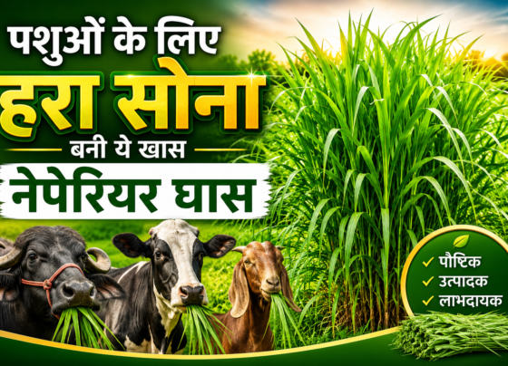 Pashuo Ke Liye Behtar Ghas Konsi Hai