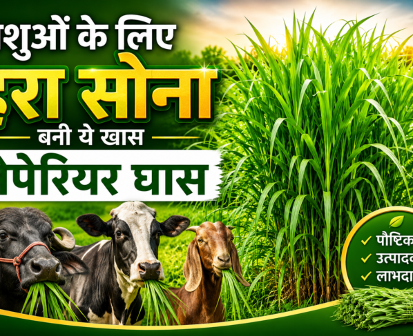 Pashuo Ke Liye Behtar Ghas Konsi Hai
